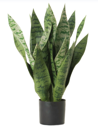 17" Snake Plant