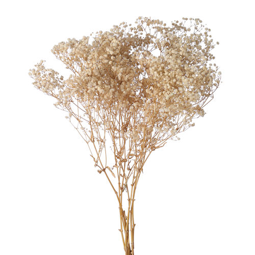 70cm Dried Cream Gyp Gypsophila Babies Breath - approx 120g - Dried Flowers