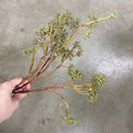 Direct Export Seeded Branch Green - Artificial Non-Flowering Plants Silk