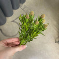 Supreme Succulent Pick Green 7" - Uncategorized Silk