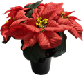 Red Poinsettia Grave Pot -  Xmas Christmas Memorial Grave Pot
