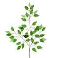 Bunch of 12 Stems - 60cm Variegated Green Ficus Branch