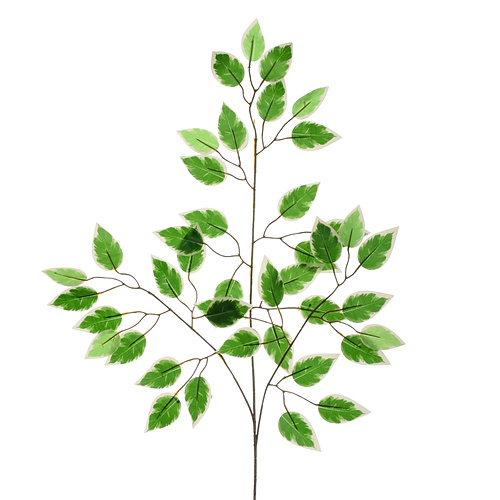 Bunch of 12 Stems - 60cm Variegated Green Ficus Branch