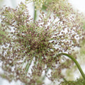 Chocolate Lace Flower Close Up - Image