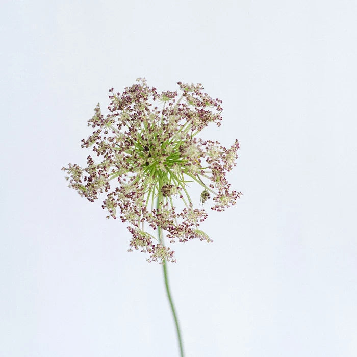 Chocolate Lace Flower Stem - Image