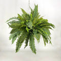 Fern Three Bush Hanging Basket