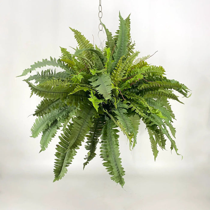 Fern Three Bush Hanging Basket