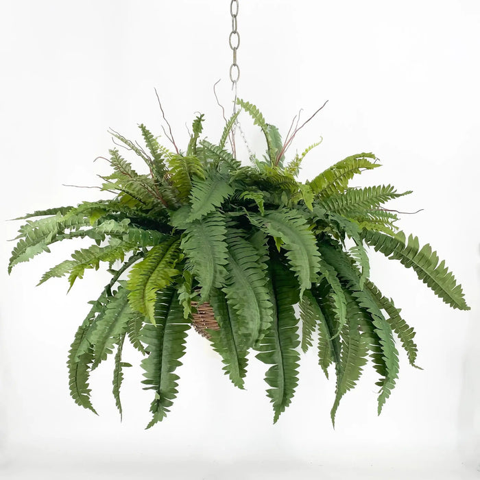Fern Two Bush Hanging Basket