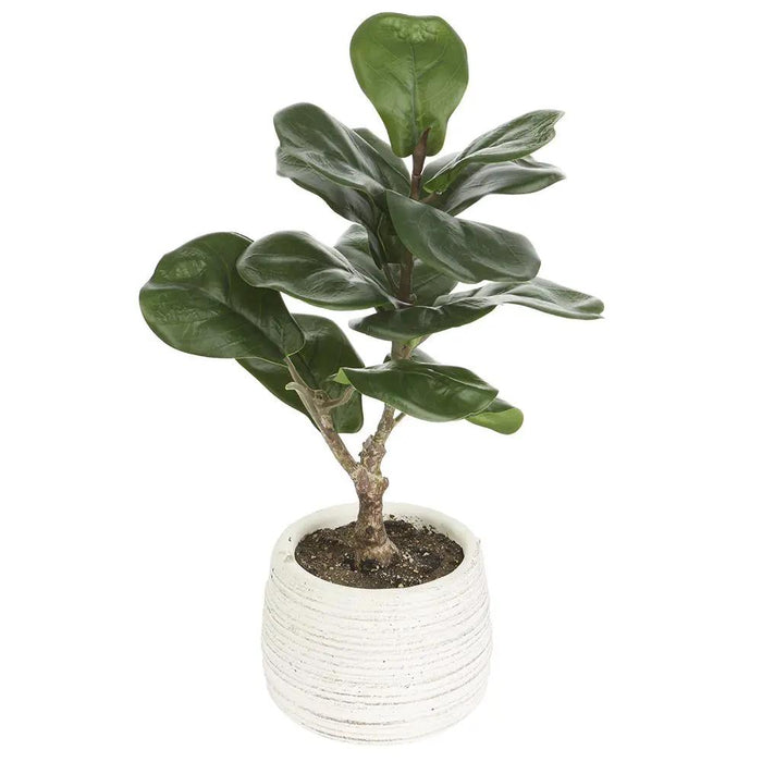 Allstate Fiddle Leaf Plant in Cement Pot 14" - Artificial Non-Flowering Plants Silk