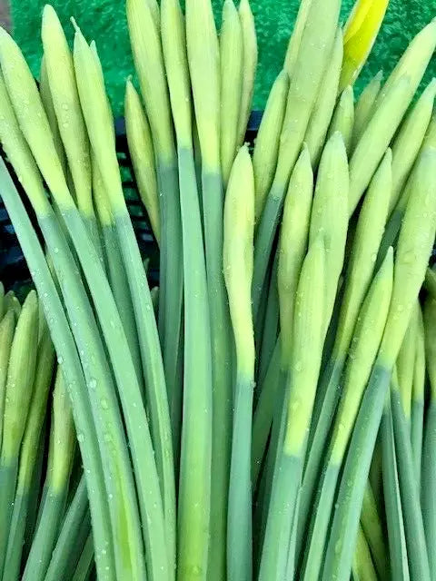Fresh Daffodils - 10 Bunches of 10 Stems (100 Stems in total)