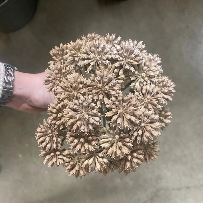 Allstate Garden Angelica Pick Brown 11" - Uncategorized Silk