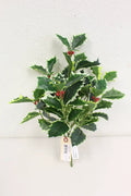 Holly Bush 15''