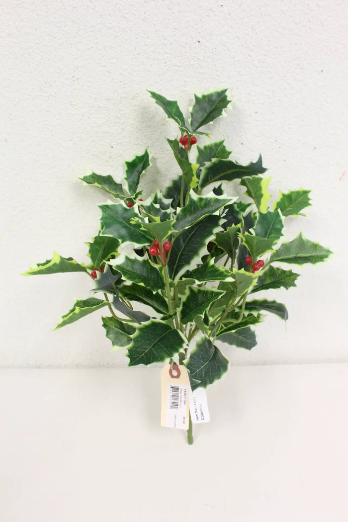 Holly Bush 15''