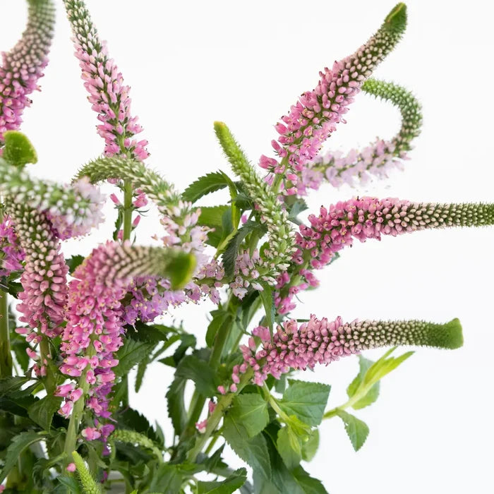 Light Pink Veronica Flowers Close Up - Image