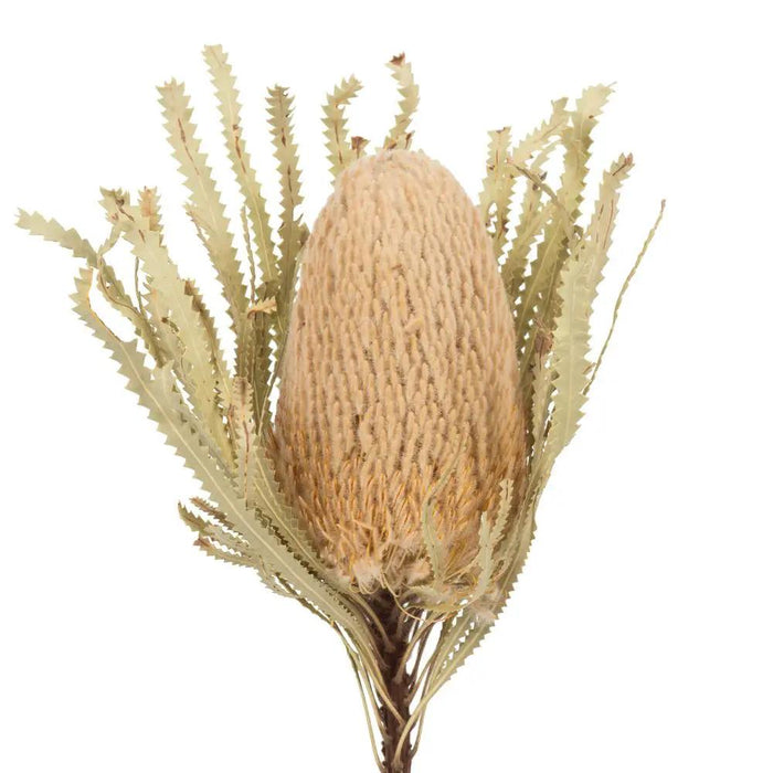 Vickerman Natural Banksia Flower Stem 12" - Uncategorized Silk