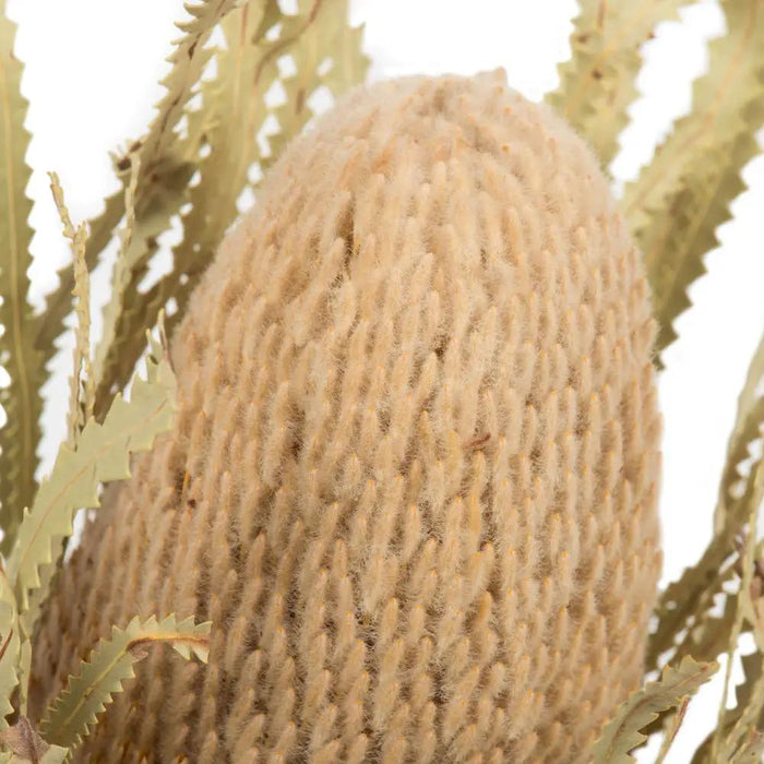 Vickerman Natural Banksia Flower Stem 12" - Uncategorized Silk