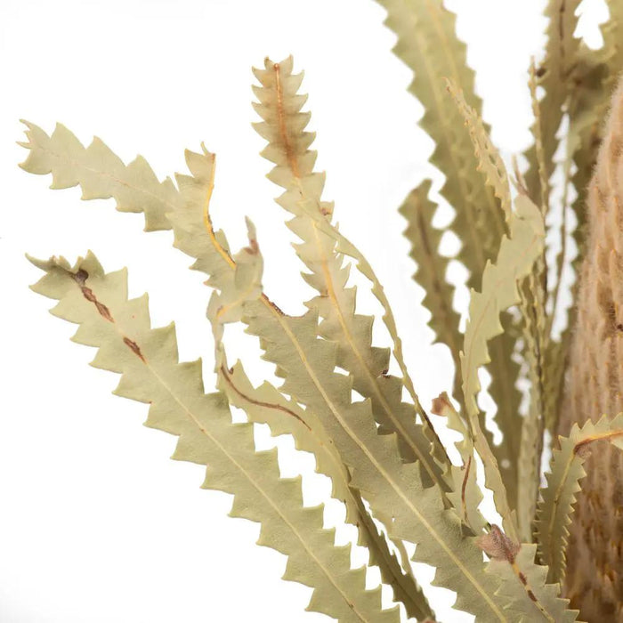 Vickerman Natural Banksia Flower Stem 12" - Uncategorized Silk