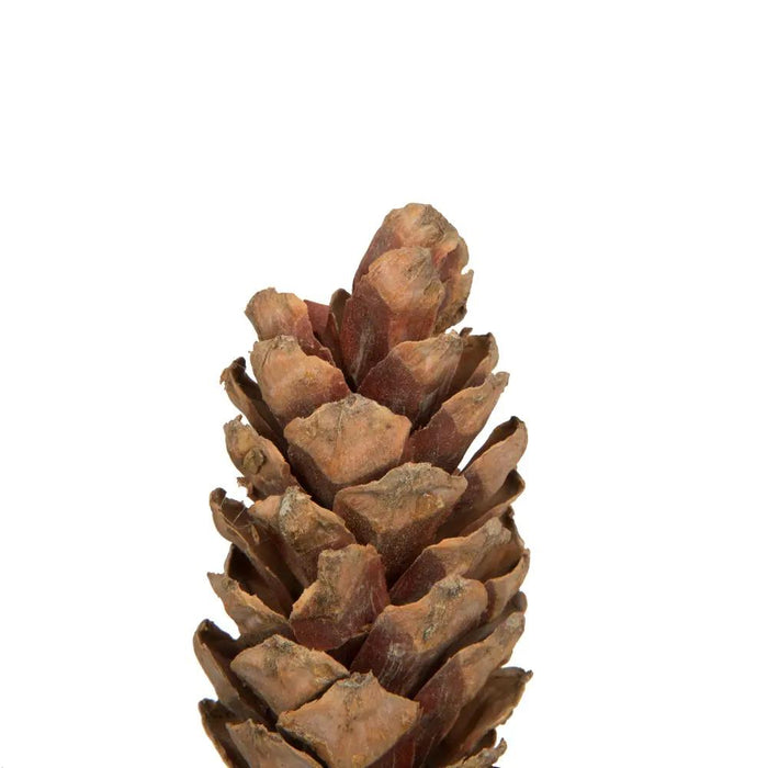 Vickerman Natural White Pine Cone Sm 50/pk 3.14" - Silk