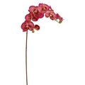 Orchid Phalaenopsis Spray Orchid/Green 36''