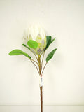 Protea Stem White 28"