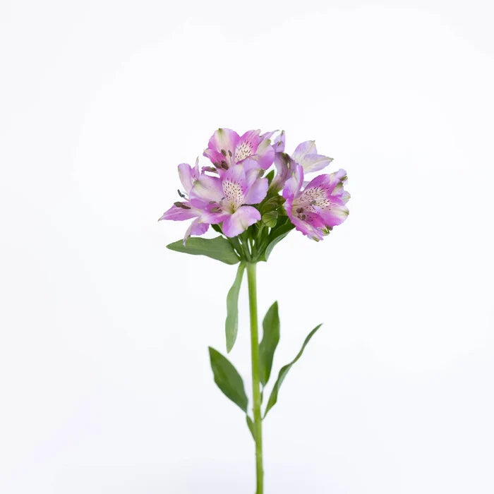 Purple Passion Alstroemeria Flowers Apron - Image