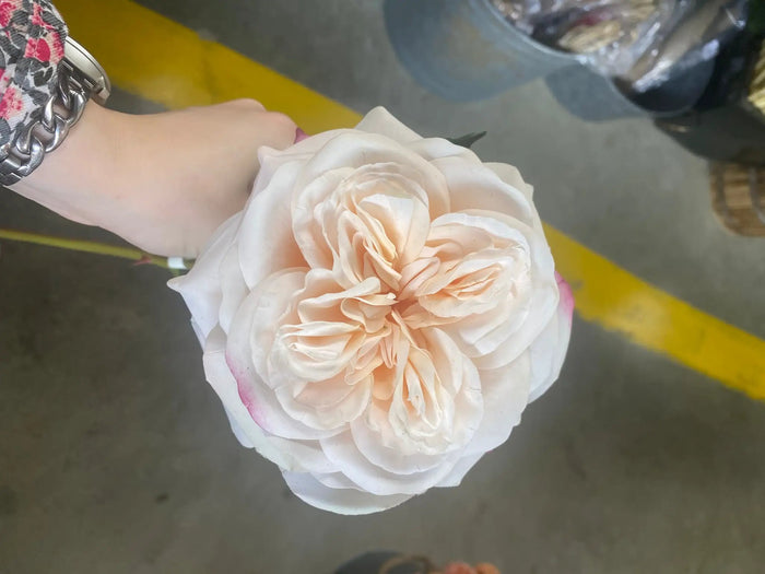 AmBest Real Touch Garden Rose Stem Light Coral 24" - Uncategorized Silk