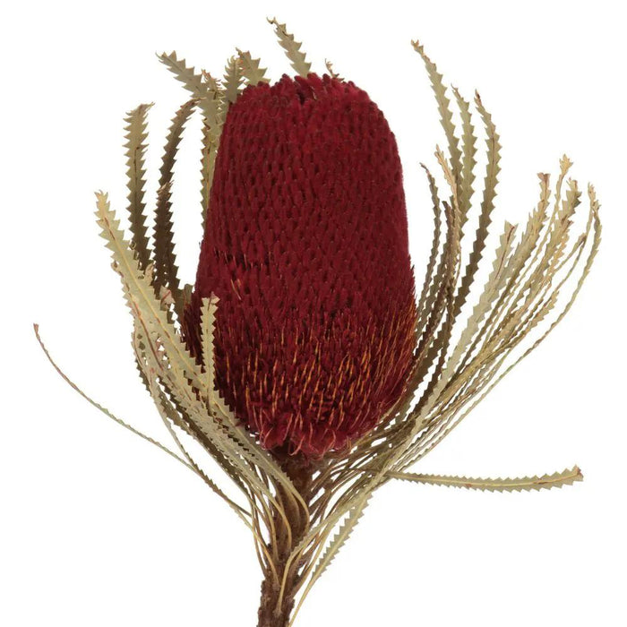 Vickerman Red Banksia Flower Stem 12" - Uncategorized Silk
