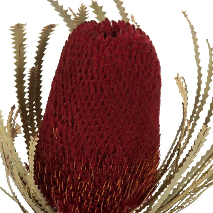 Vickerman Red Banksia Flower Stem 12" - Uncategorized Silk