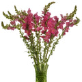 Snapdragon Hot Pink Flower