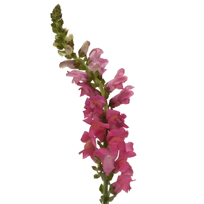 Snapdragon Hot Pink Flower