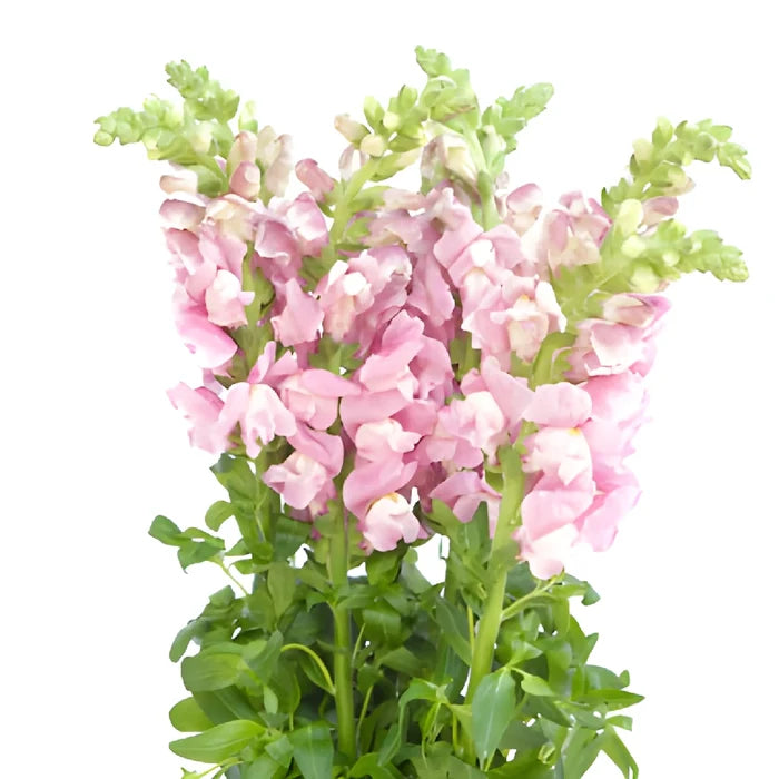 Snapdragon Mauve Flower