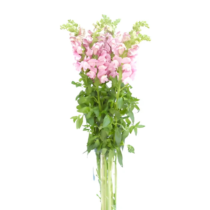 Snapdragon Mauve Flower