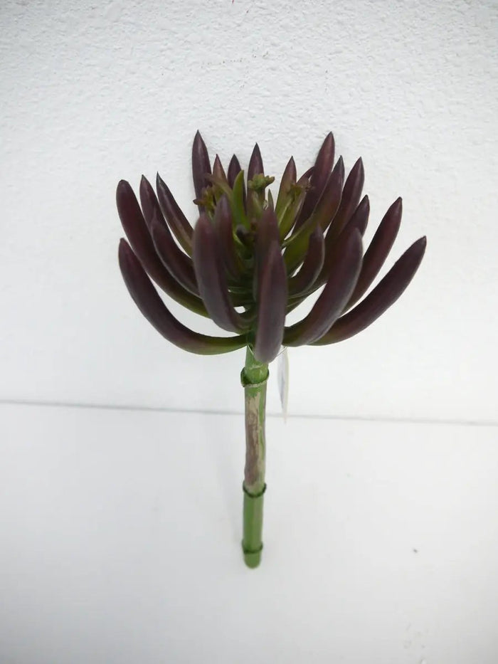 Succulent Pick Burgundy 10"