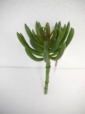 Succulent Pick Green 10"