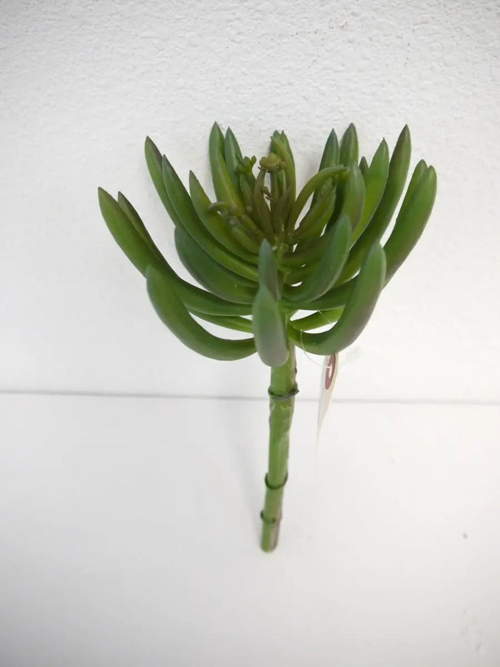 Succulent Pick Green 10"