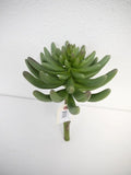 Succulent Pick Grey-Green 9.5"