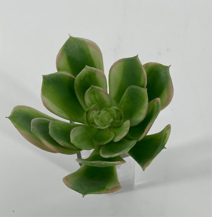 Supreme Succulent Saucer Green-Pink Pick - Uncategorized Silk