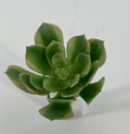 Supreme Succulent Saucer Green-Pink Pick - Uncategorized Silk