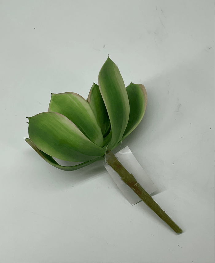 Supreme Succulent Saucer Green-Pink Pick - Uncategorized Silk