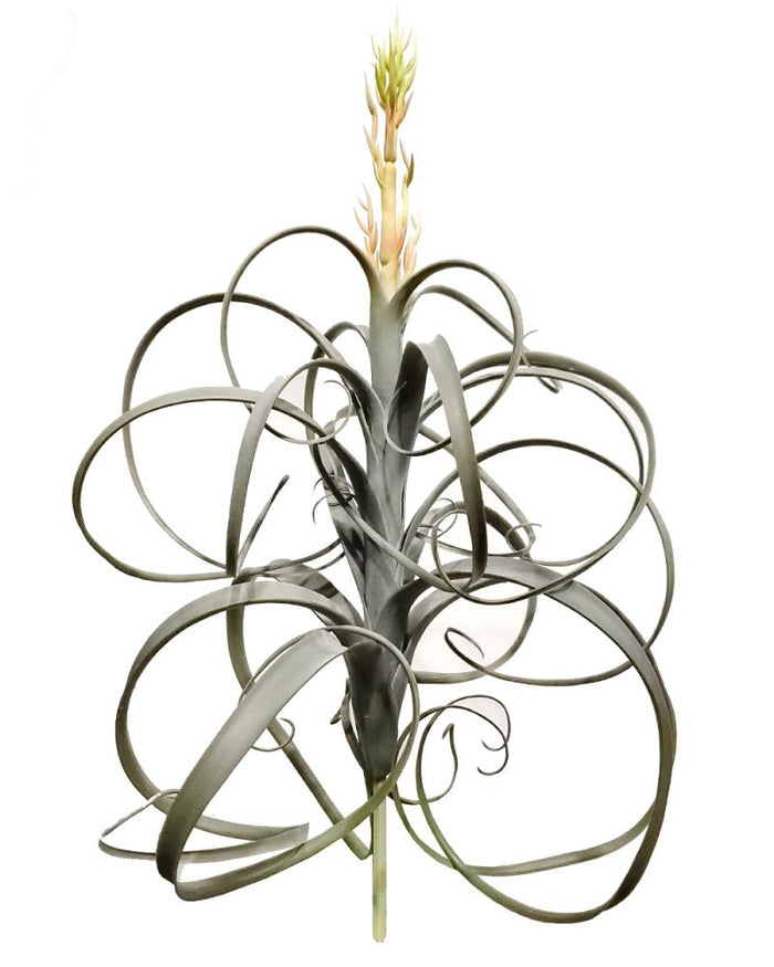 Greenhouse International Tillandsia 22" - Silk