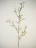 Twig Branch Beige