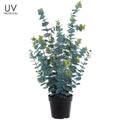 Allstate UV Eucalyptus in Plastic Pot 25" - Artificial Trees Silk