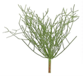 Select UV Pencil Cactus Plant 16" - Artificial Non-Flowering Plants Silk