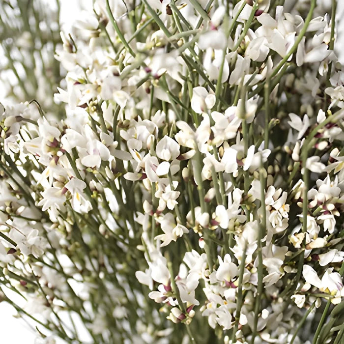 White ginestra DIY wedding flower