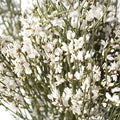 White ginestra DIY wedding flower
