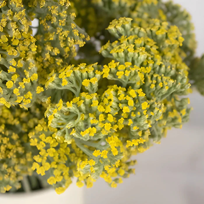 Yellow Achillea Yarrow Flowers