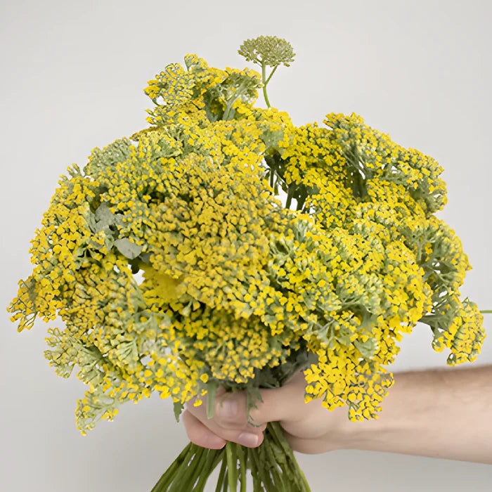 Yellow Achillea Yarrow Flowers