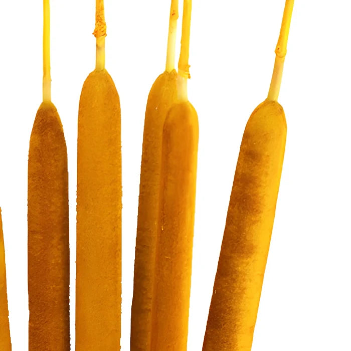 Yellow Airbrushed Cattails